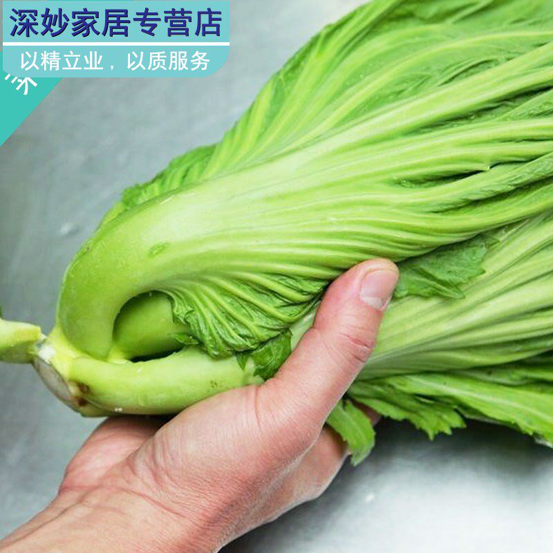 大叶包心芥菜种子种籽广东四季甜芥菜酸菜春秋季蔬菜孑菜籽菜种