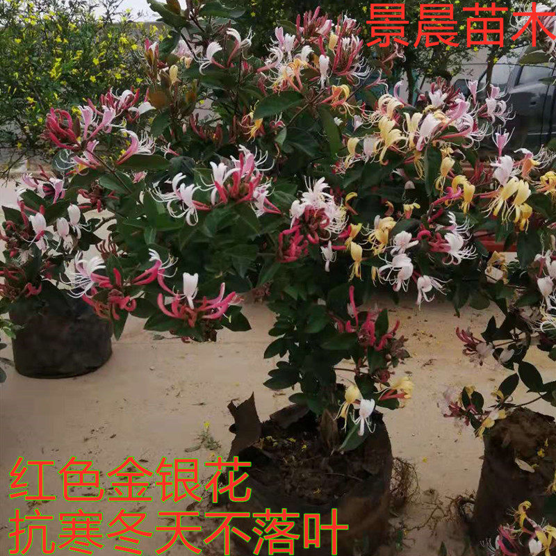 金银花五彩红色盆栽地栽爬藤植物