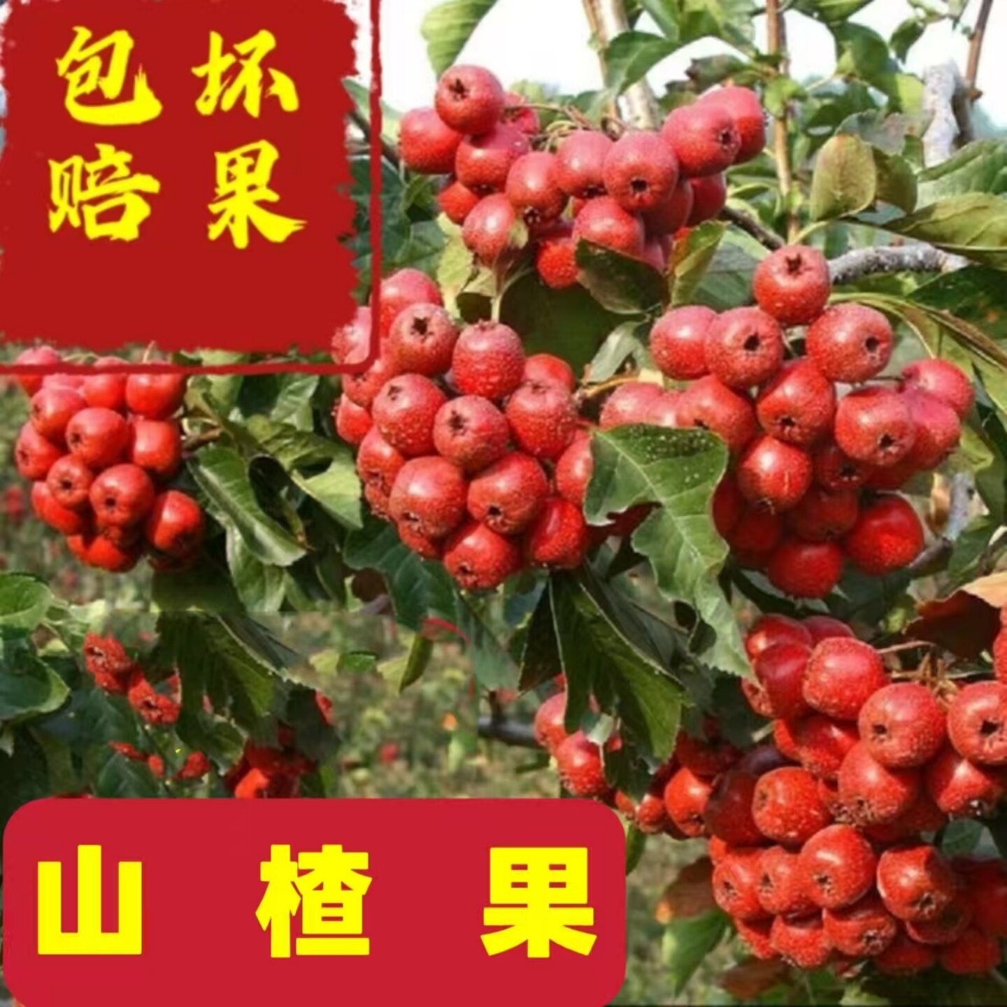 顺丰包邮新鲜山楂鲜果大山楂糖葫芦雪球罐头山楂批发25年山楂果