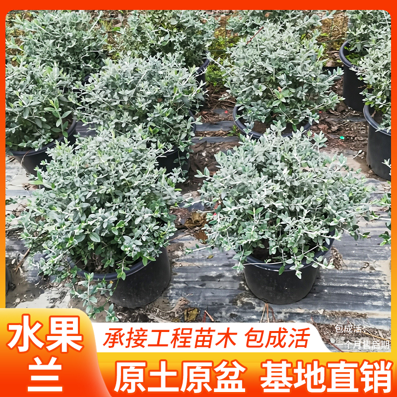 花境植物水果兰球形银色观花庭院别墅耐寒花苗盆栽多年生木本植物