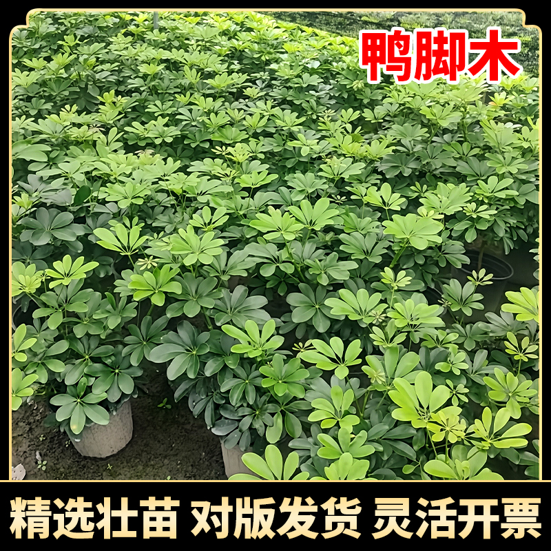 鸭脚木盆栽七叶莲室内外八方来财