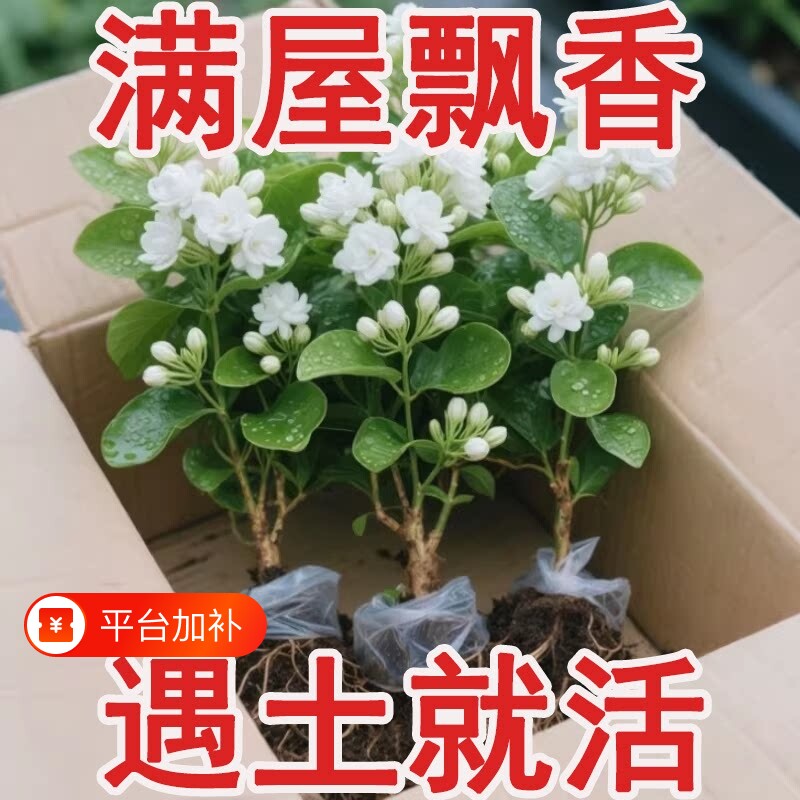 茉莉花盆栽茉莉花卉阳台四季开花绿植物室内鲜花老桩花期驱蚊室外