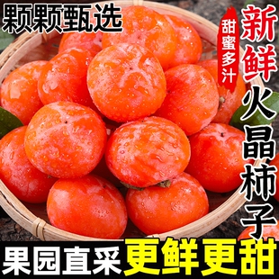 新鲜当季火晶柿子30颗