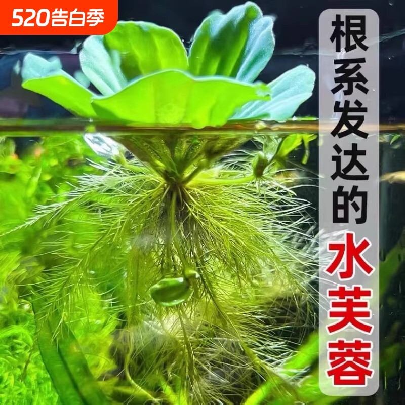 养鱼鱼缸绿植花卉造景古法缸水生浮萍水培水芙蓉增氧水草植物水质