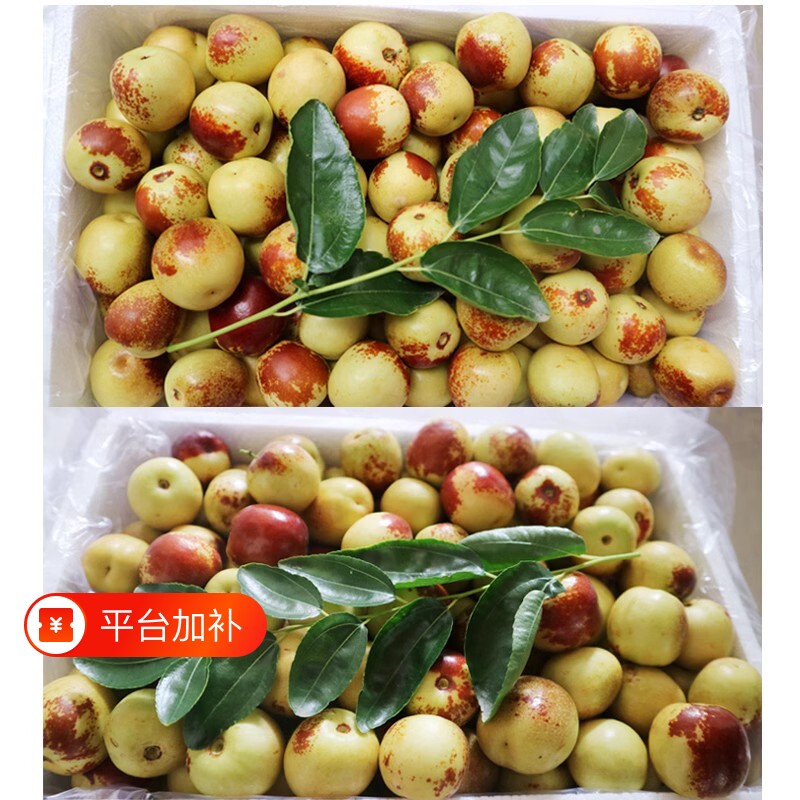 山东沾化冬枣新鲜脆枣大枣脆甜水果枣子孕妇青枣现摘现发