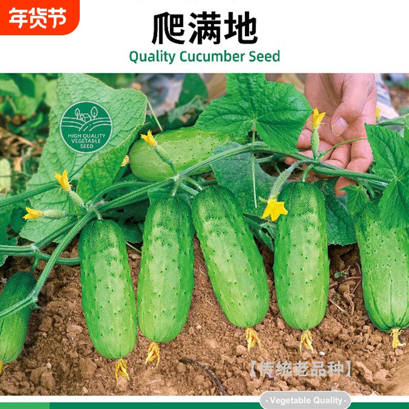 满地爬黄瓜苗种孑苗高产种子青瓜四季水果秧苗蔬菜子大全秋菜苗旱