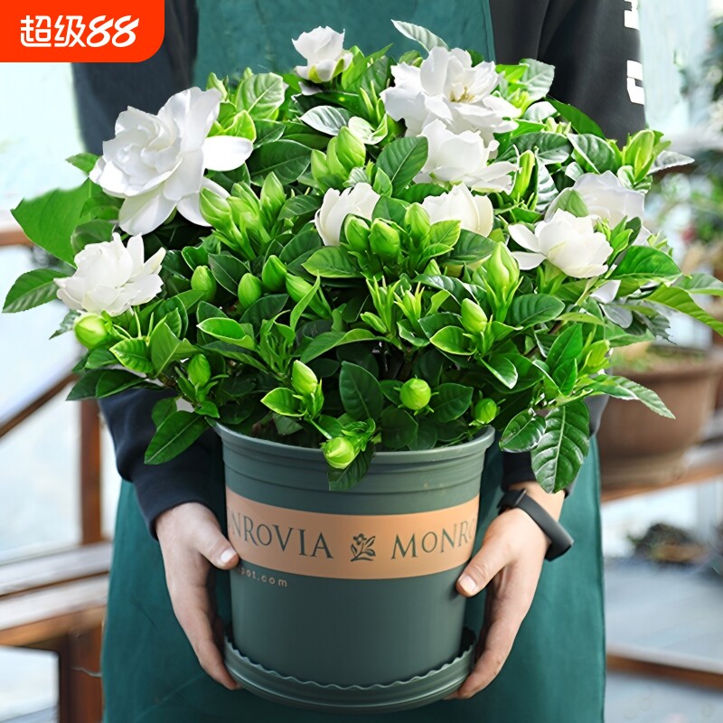 栀子花盆栽九里香老桩水培茉莉花卉绿植物室内四季开花客厅郁金香图片