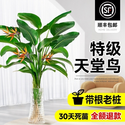 水培植物吸甲醛绿植天堂鸟超好看