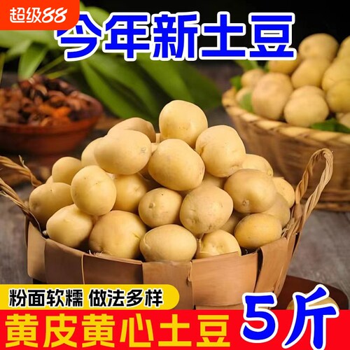 高山老品种黄心小土豆