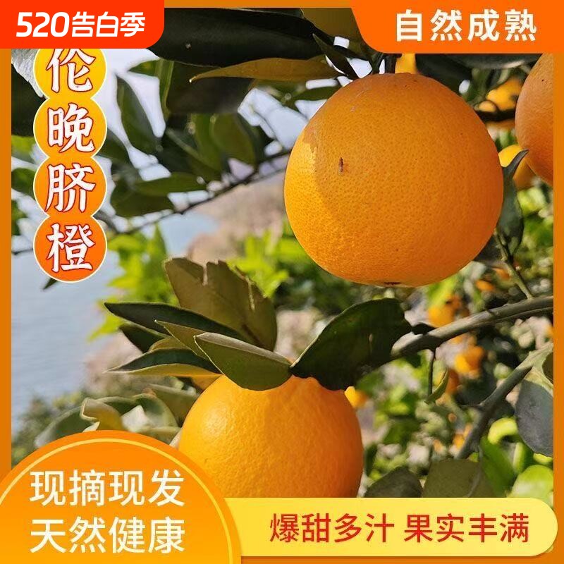 正宗秭归伦晚脐橙新鲜当季水果手剥果冻橙子冰糖甜橙大果整箱包邮