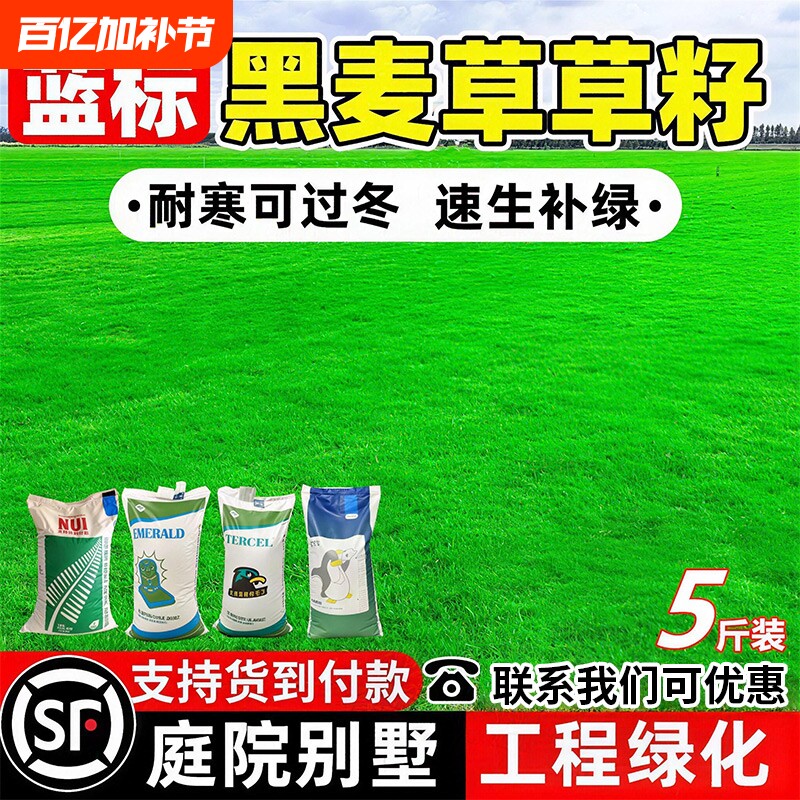 黑麦草种籽多年生草坪草籽耐贫瘠耐寒热四季常青绿化边坡草皮种子