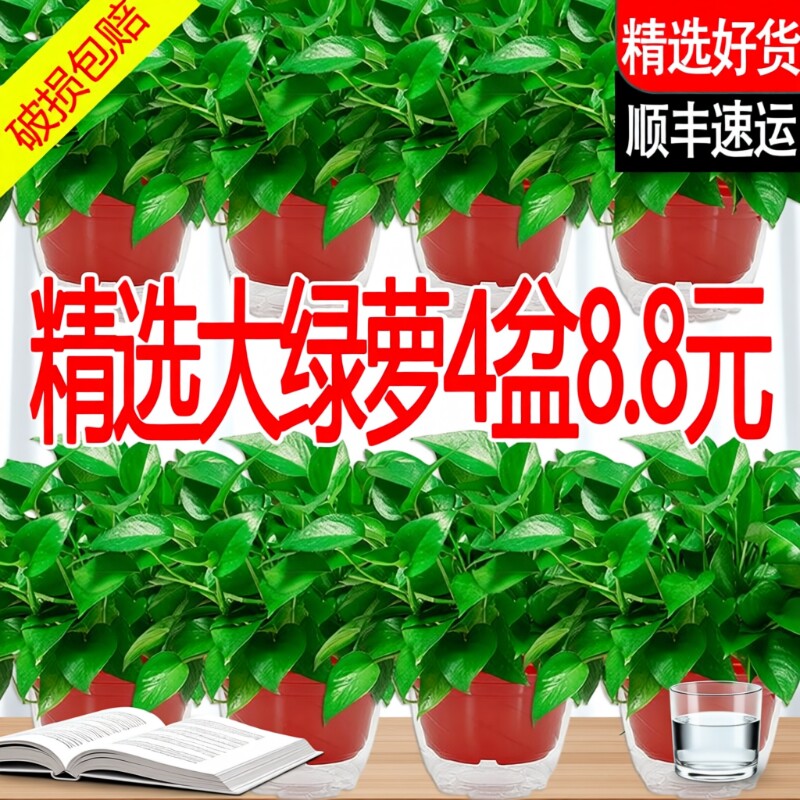 绿萝盆栽室内植物新房家用净化空气水培绿植花卉长藤垂吊大叶绿萝