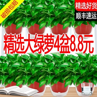 绿萝盆栽室内植物新房家用净化空气水培绿植花卉长藤垂吊大叶绿萝