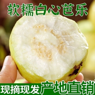 软心番石榴土芭乐新鲜水果白心香软芭乐白软糯奶油芭乐果 红心 包邮