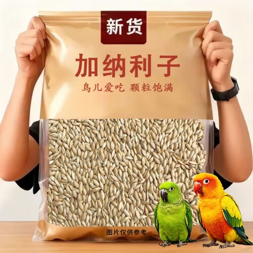 鹦鹉鸟食饲料加纳利子白尖粟