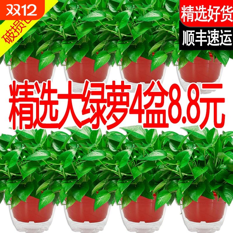 新房绿萝室内盆栽除甲醛净化空气植物花卉办公室客厅绿植绿箩好养