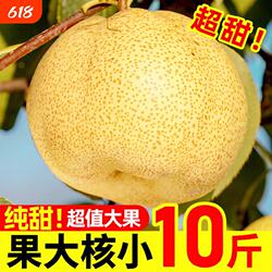 安徽特产雪梨现摘砀山酥梨新鲜梨子9斤水果梨正宗整箱汤山包邮