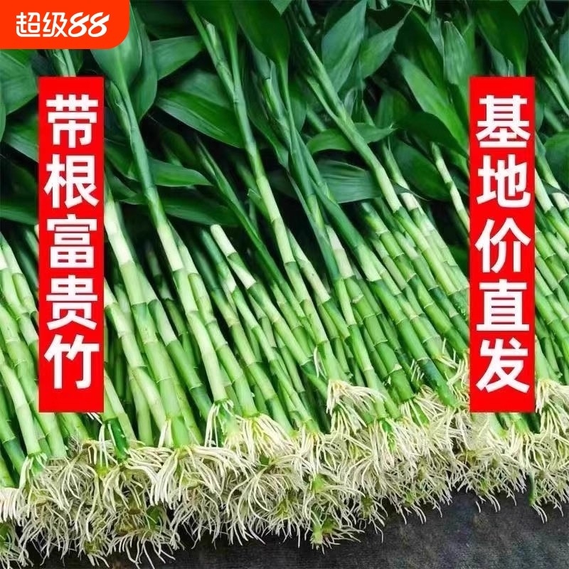 富贵竹水培植物客厅招发财竹子节节高绿萝绿植盆栽花卉植物室内花