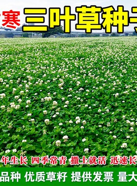 耐寒三叶草种子红三叶白三叶种籽四季常青幸运草园林绿化草坪草籽