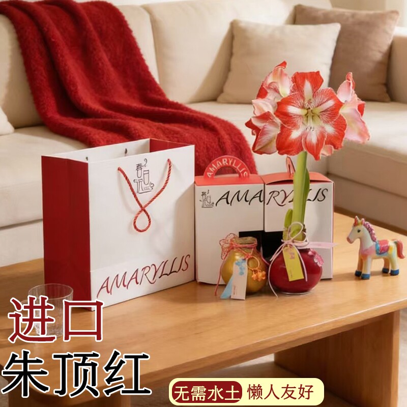 蜡封朱顶红进口花卉重瓣种球礼盒新年宵花盆栽绿植物注定花期开花