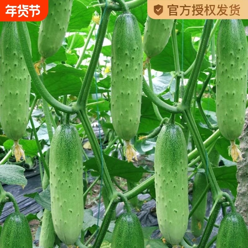 水果黄瓜种子旱黄瓜种籽青瓜籽四季盆栽阳台菜种籽蔬菜种子孑大全,鲜花速递/花卉仿真/绿植园艺,家庭园艺种子,淘宝优惠券,粉丝福利购,淘宝优惠卷