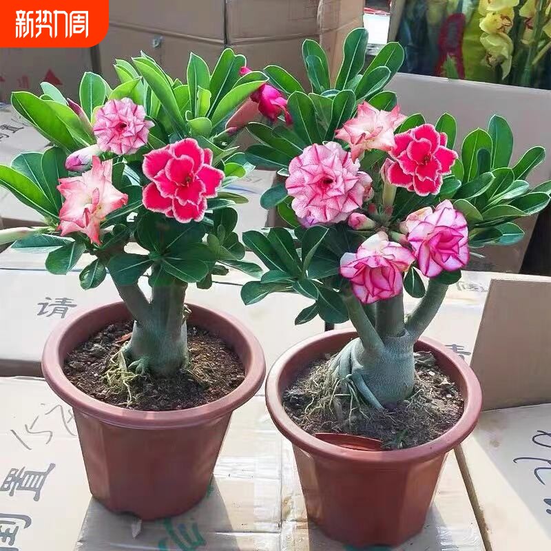 重瓣沙漠玫瑰花苗盆栽带花苞多肉植物老桩绿植盆景四季开花室外