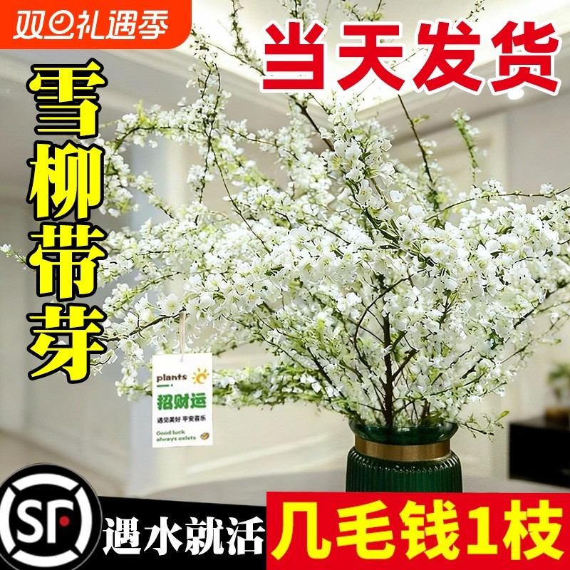 雪柳鲜枝干枝支室内水养水培植物插花好养银柳真花卉盆栽龙柳绿植