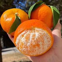 正宗云南沃柑爱媛新鲜橘子应当季孕妇水果整箱柑桔子皇帝砂糖果园