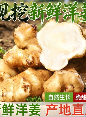 正宗新鲜洋姜鬼子姜现挖农家自种洋姜泡菜淹白菜白皮洋姜凉拌蔬菜