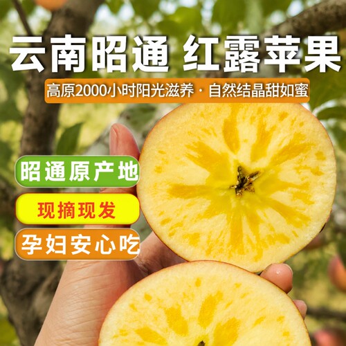 正宗昭通红露丑苹果高原苹果当季新鲜孕妇红富士现摘现发水果糖心