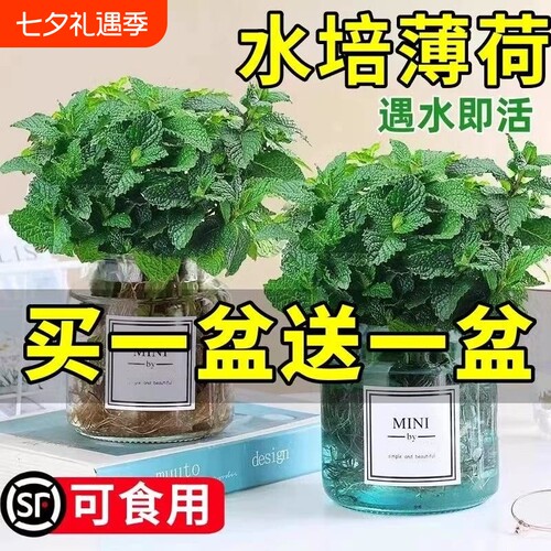 柠檬薄荷盆栽水培植物薄荷叶可食用迷迭香驱蚊草室内好养绿植花卉