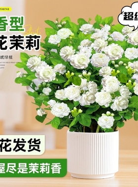 【爆香】浓香型重瓣香水茉莉花水培土培盆栽室内绿植四季好养老桩