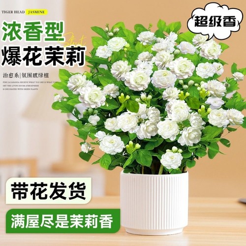 浓香型重瓣香水茉莉花水培土培