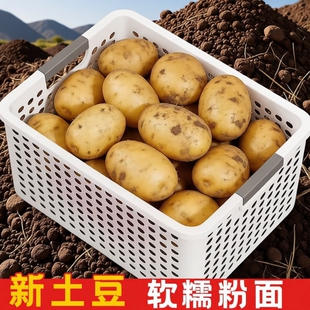 土豆贵州特产威宁黄心米拉洋芋新鲜高山老品种黄皮马铃薯十斤