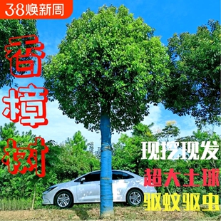 香樟树苗大树庭院大小叶四季常青南北方耐寒绿化苗香樟苗种植风景