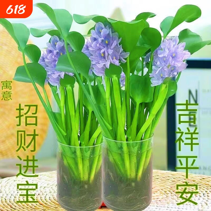 四季常青招财元宝水培花卉水养客厅办公室庭院懒人桌面摆件水培