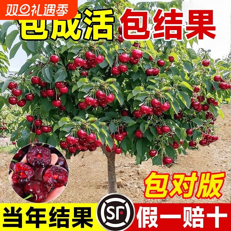 正宗车厘子树苗大樱桃果树果苗嫁接矮化盆栽水果树南方北种植庭院