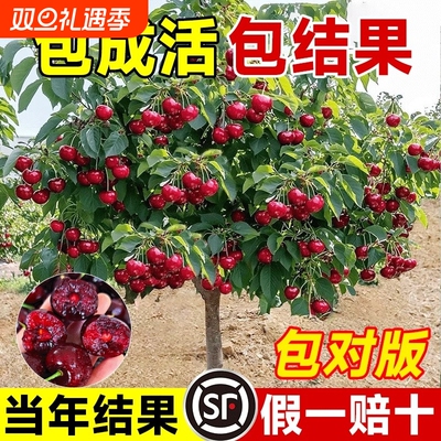 正宗车厘子树苗樱桃果树南北种植