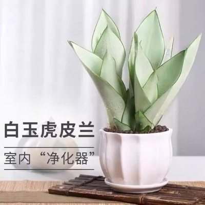 白玉虎皮兰室内办公室桌面绿植好养虎尾兰小盆栽植物净化空气客厅