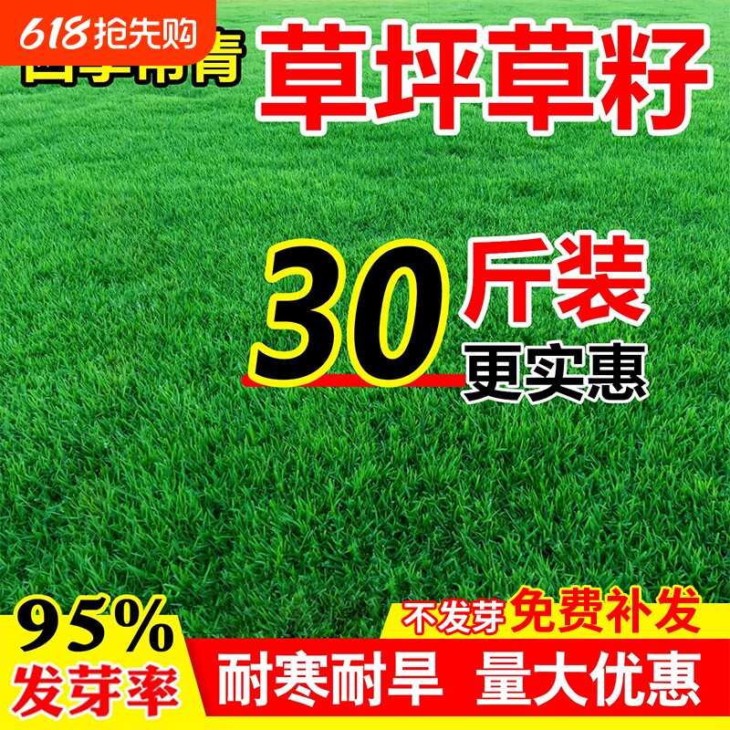 草坪草籽矮生四季青狗牙根护坡固土耐寒庭院绿化地毯草黑麦草种子