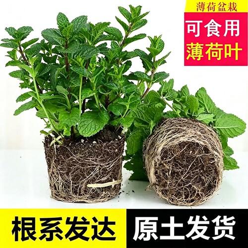 薄荷盆栽新鲜可食用水培薄荷叶室内香草绿植四季养迷迭香驱蚊植物