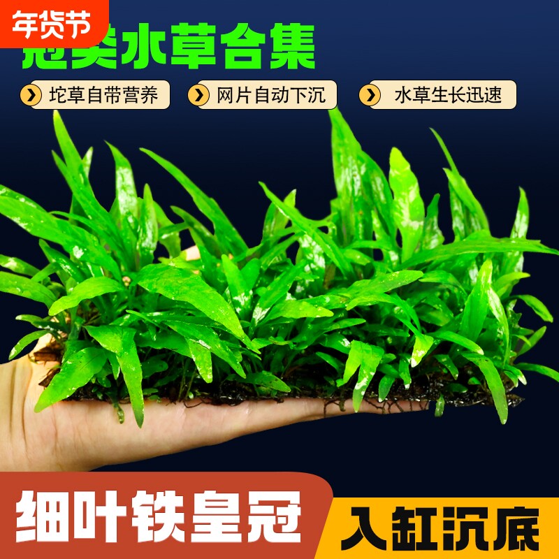 细叶铁皇冠水草植物鱼缸造景新手好养大叶铁皇冠阴性大叶九冠坨草