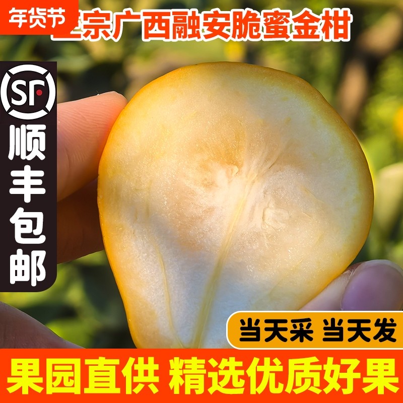 正宗广西融安脆蜜金柑金桔鲜果大果柳州新鲜水果第三代顺丰果园,水产肉类/新鲜蔬果/熟食,桔子,淘宝优惠券,粉丝福利购,淘宝优惠卷