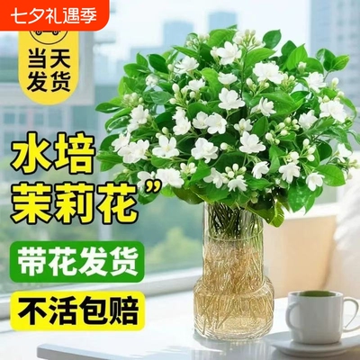 水培茉莉花带花苞盆栽四季开花室内水养植物办公室好养活花卉家里
