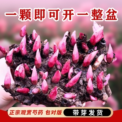 芍药花庭院阳台盆栽花卉四季开花