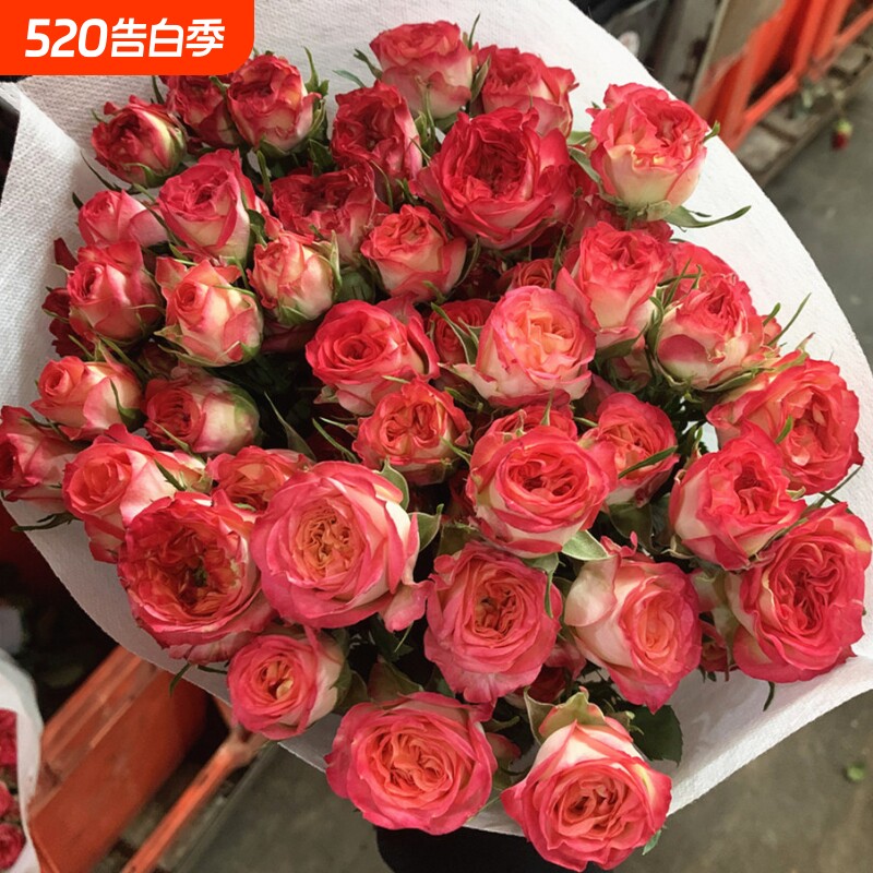 爱丽丝多头玫瑰鲜花云南昆明基地直发水养家用同城速递包邮情人节