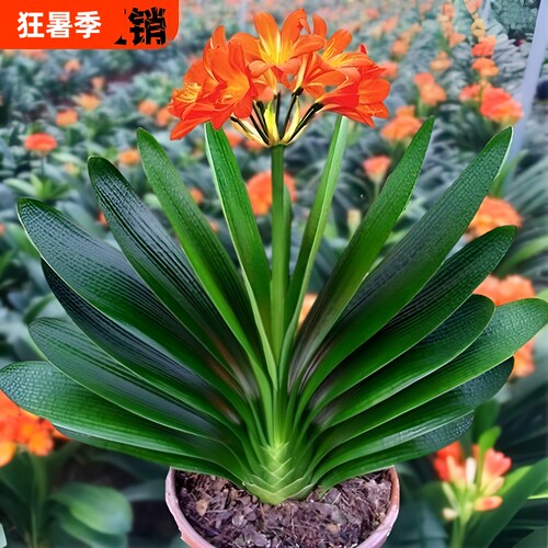 6年大苗精品君子兰盆栽花卉观花植物室内花好养的花当年开花不断