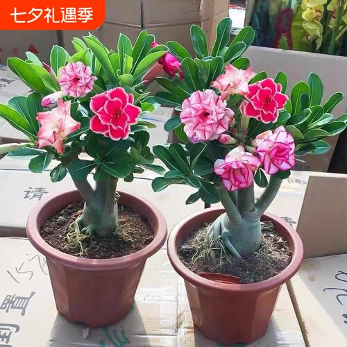 重瓣沙漠玫瑰花苗|超1000次加购