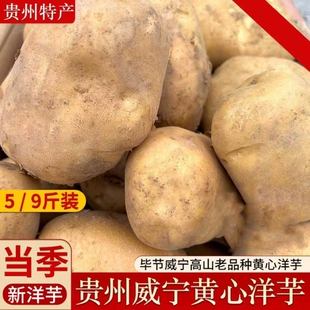 贵州毕节威宁黄心米拉洋芋高山特产老品种土豆新鲜黄皮粉糯马铃薯
