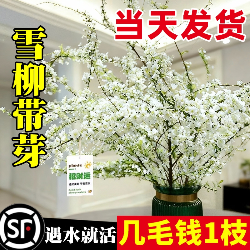 雪柳鲜枝干枝支室内水养水培植物插花好养银柳真花卉盆栽龙柳绿植